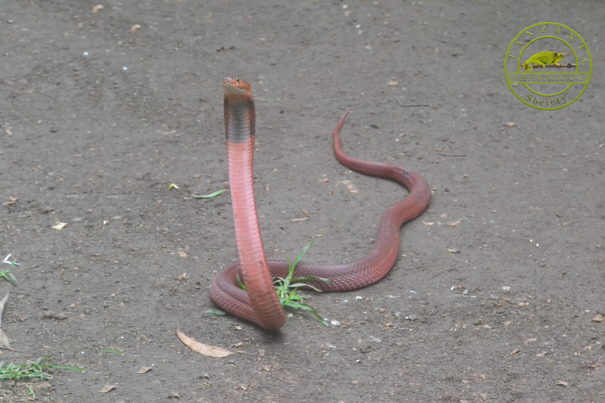 You are currently viewing July 16 every year is World Snake Day!